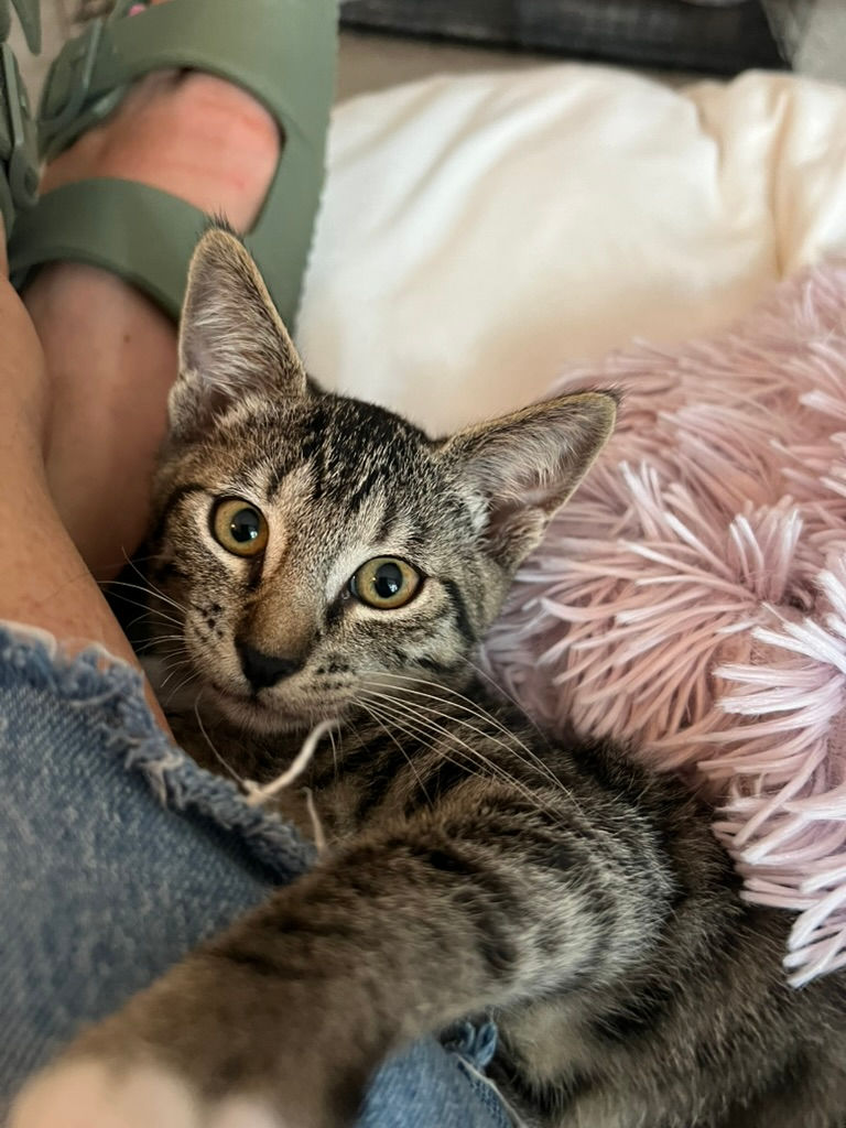 Thumbnail: Winnie - female kitten