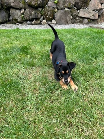 Mini Milo - smart, friendly, cuddly male puppy
