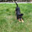 Thumbnail: Mini Milo - smart, friendly, cuddly male puppy