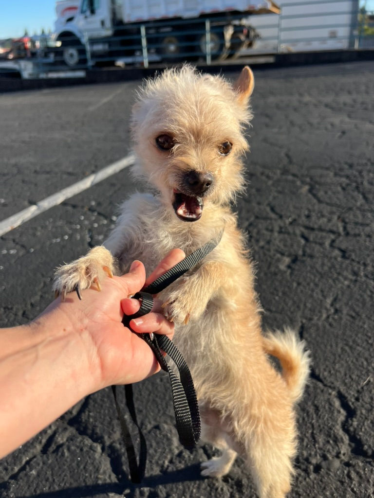 Thumbnail: Kirby - tiny terrier