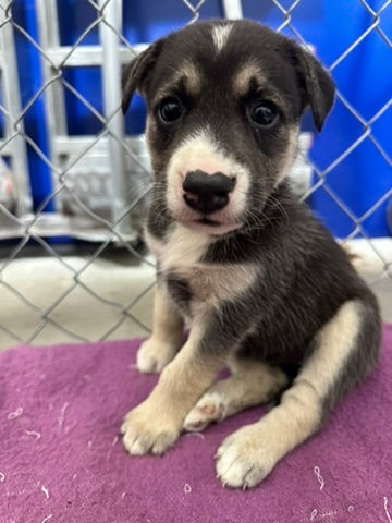 Thumbnail: Sparrow - female puppy