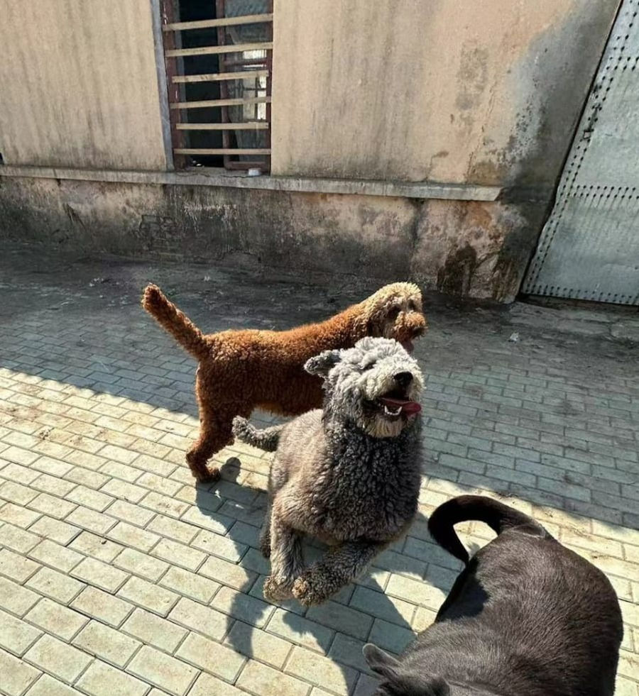 Thumbnail: Coco- Brown Standard Poodle