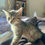 Thumbnail: Murph - male kitten