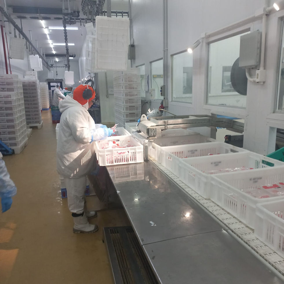 Central de produção. Funcionário de fábrica embalando produtos em caixas plásticas brancas. Vestido com uniforme branco e luvas azuis. Ambiente industrial iluminado.