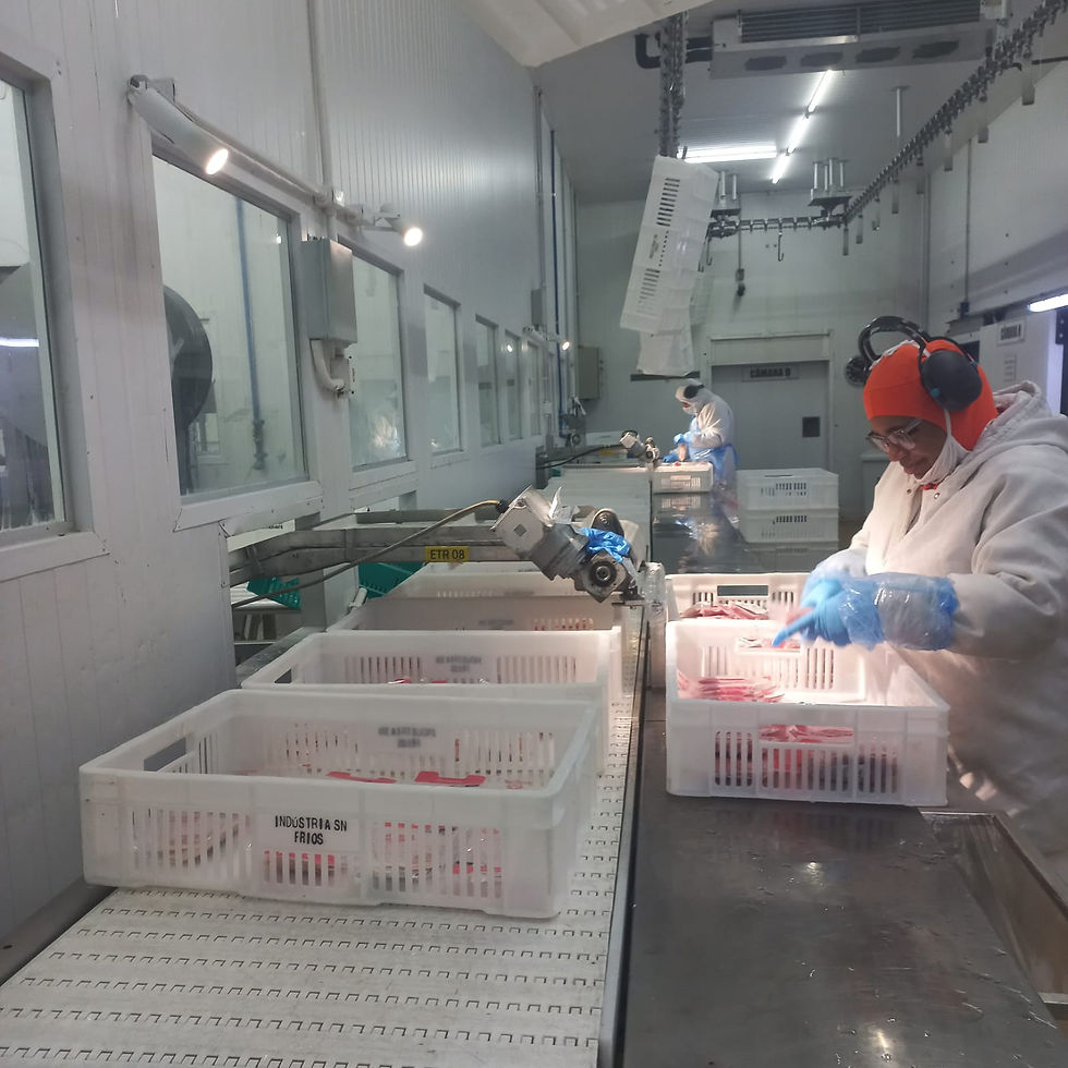 Central de produção. Trabalhador em fábrica de alimentos manuseia bandejas brancas em esteira. Veste roupa de proteção laranja e branca. Ambiente industrial.