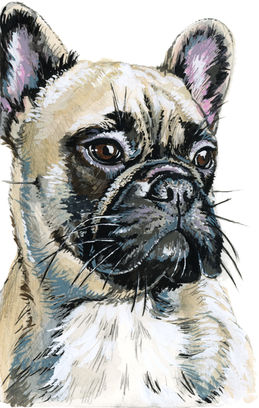 French bulldog portrait.