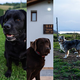 perros1 copia.jpg