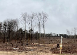 Tree Cutting for Major Subdivision on Sound Shore Road