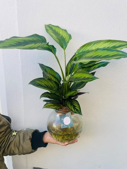 Calathea