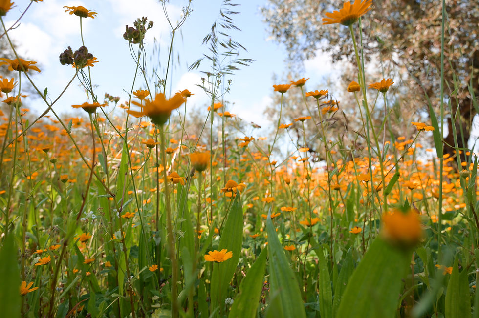 Blumenwiese