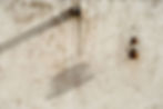 CF2373.jpg
