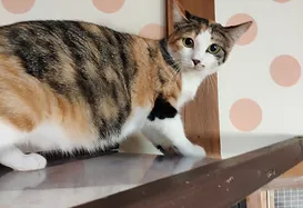 里親募集の猫ちゃん  na-go