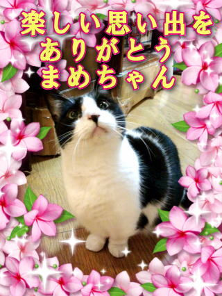 まめちゃん(7歳)
