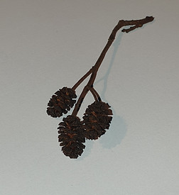 Erlenzapfen für Quappentee