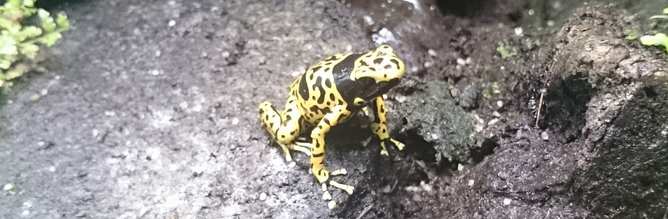 Dendrobates Leucomelas Bolivar