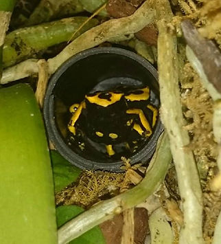 Dendrobates leucomelas bei der paarung