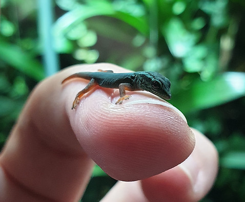 Lygodactylus williamsi Gecko Baby