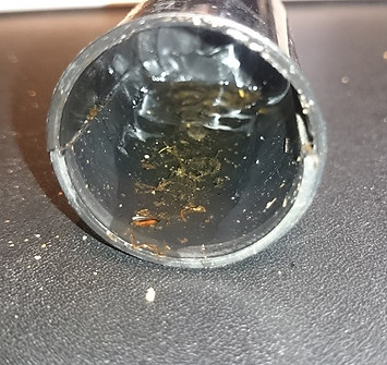 Leich von Dendrobates leucomelas