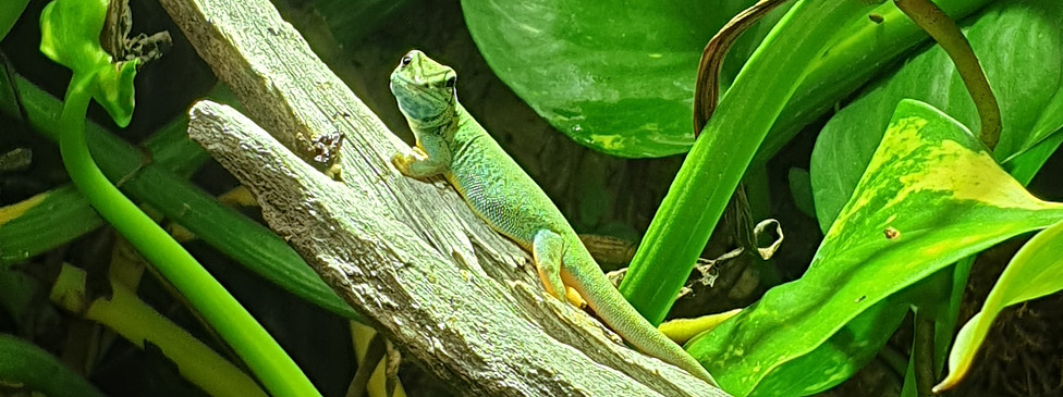 Lygodactylus willisamsi weibchen