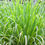 Thumbnail: Lemongrass