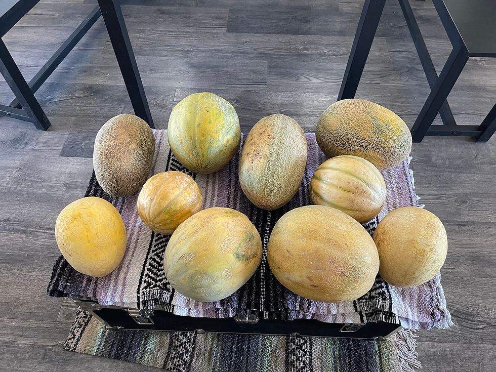 Thumbnail: Melons