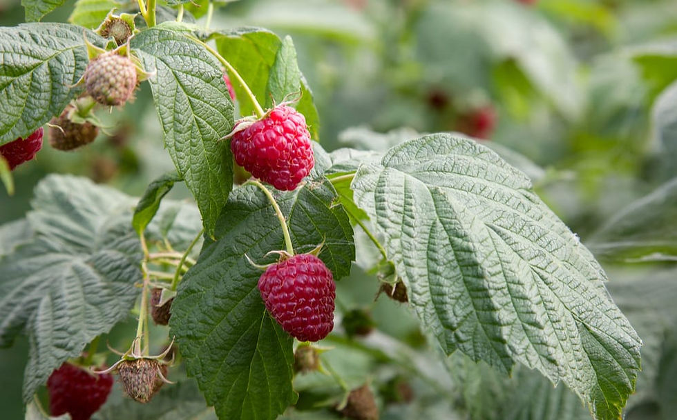 Red Raspberry Leaf