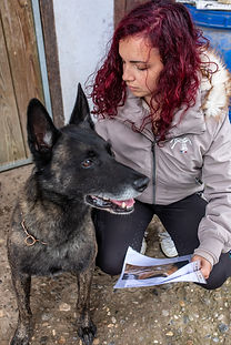 Kinésiologie canine