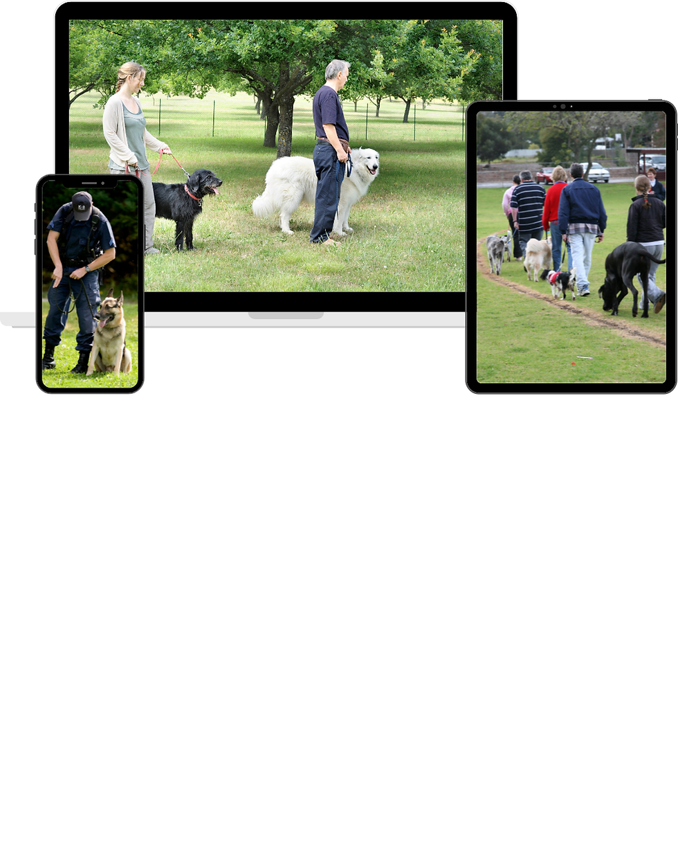 Why Social Media Dog Training Can Be Misleading