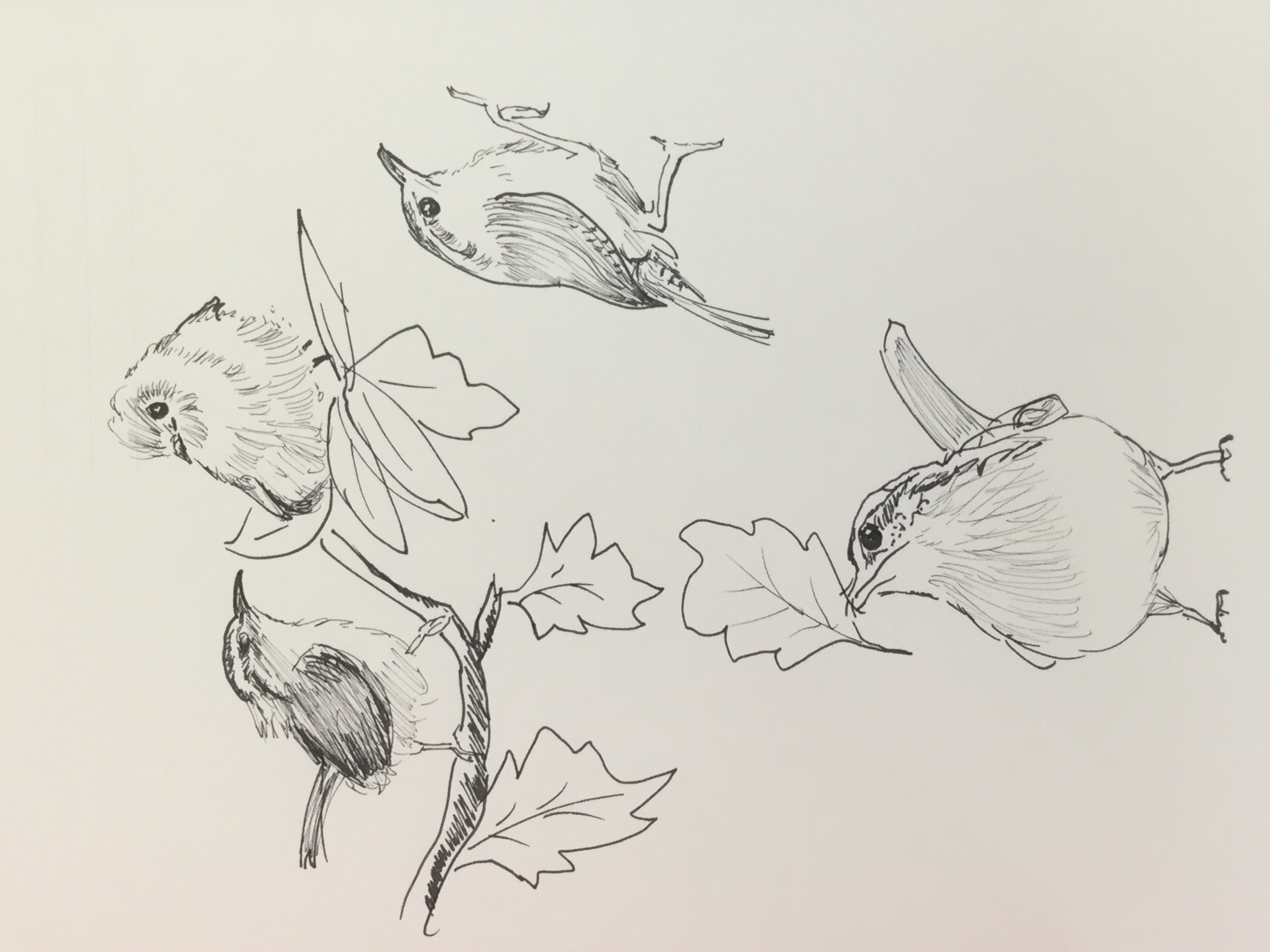 Bird Paintings Mysite To start drawing one, draw the beak first. www drfakes com