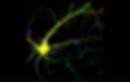 Visualizing synapses in neurons