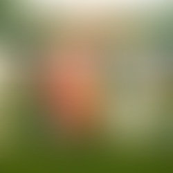 Apuestas y ranking sobre el mundial