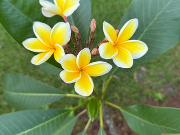 Plumeria Blooms