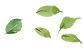 leaf_5mai.png