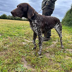 Dog Training