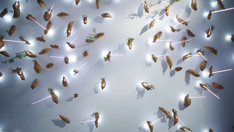 Infection Series (TFAM Exhibition Version)