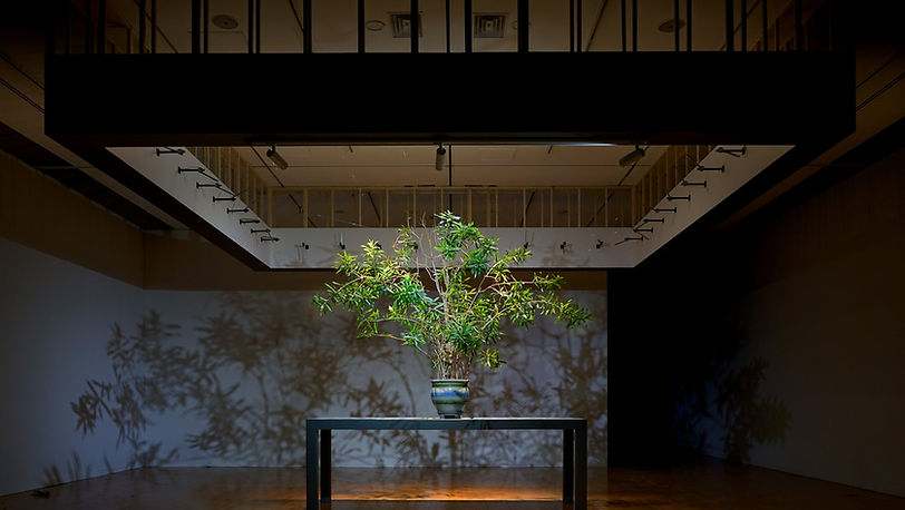 Reborn Tree Series: Reborn Tree (Busan)