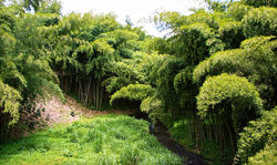 guadua-bamboo-forest