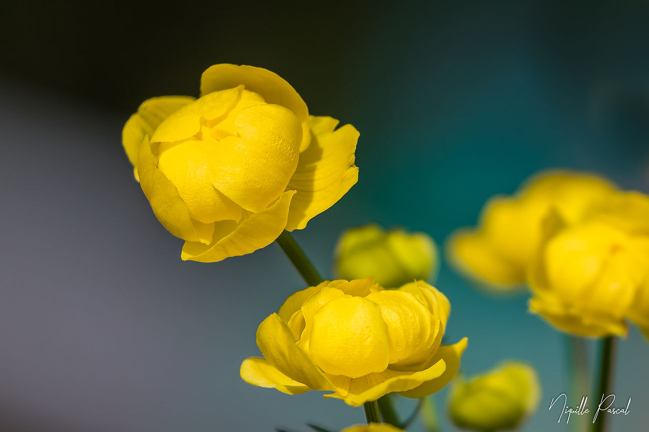 Trolle d'Europe ou Bouton d'or.jpg