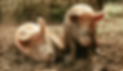 PETAL&POPKIN_edited.png