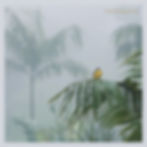 Morning Bird
