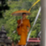 LOTUS - LUANG PRABANG