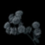 Wildflower