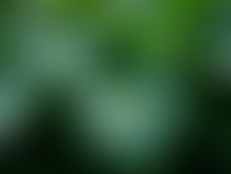 Alocasia Care: A Comprehensive Guide for Indoor Gardeners