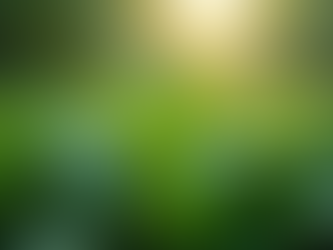 What to Do When First Buying a Plant in Stores