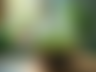 How to Build a Terrarium: A Beginner's Guide