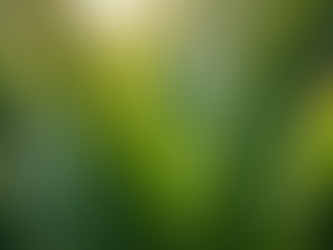 What I'd Buy With a $30 Plant Budget