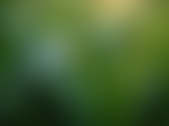 The Ultimate Guide to Spider Plants: Care Tips, Propagation, and Benefits