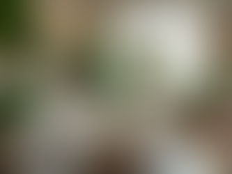 Hanging Plants: The Ultimate Guide to Care, Types, and Creative Displays