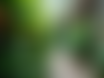 Houseplants You Can Easily Propagate from Cuttings