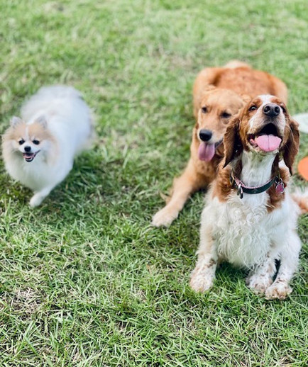 Abbi Hamilton and friends after chasing squirrels.jpg